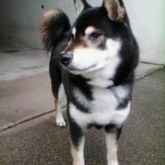 レンタルお兄さん/おじさん