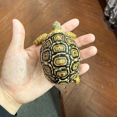 ヒョウモンリクガメ　販売中
