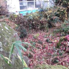 庭木あげます。０円。の画像