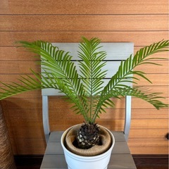 ソテツ①の画像