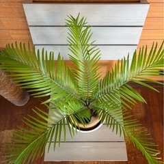 ソテツ①の画像