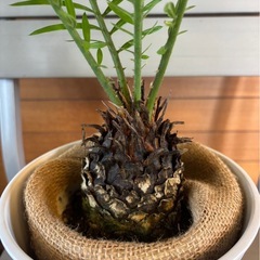 ソテツ①の画像