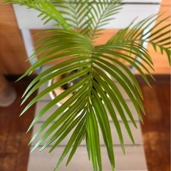 ソテツ①の画像