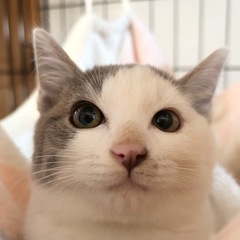 ふわふわパステル三毛・メス・3か月