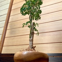 観葉植物　ポリシャスと木製鉢の画像