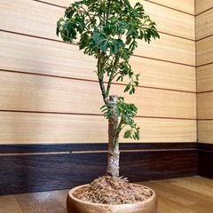 観葉植物　ポリシャスと木製鉢の画像