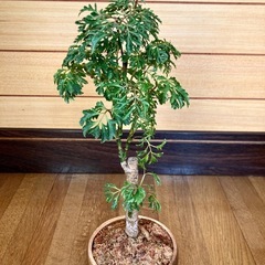 観葉植物　ポリシャスと木製鉢の画像