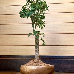 観葉植物　ポリシャスと木製鉢の画像