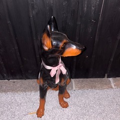 ✨ドーベルマン犬の置き物✨の画像