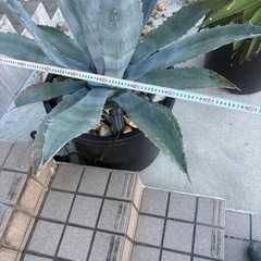 アガベ　リュウゼツラン　アメリカーナの画像