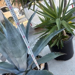 アガベ　リュウゼツラン　アメリカーナの画像
