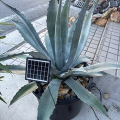 アガベ　リュウゼツラン　アメリカーナの画像