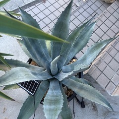 アガベ　リュウゼツラン　アメリカーナの画像