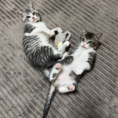 2ヶ月の子猫ちゃん