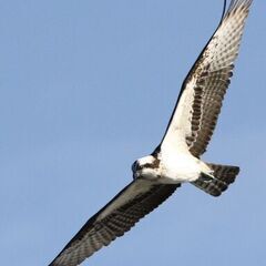 【野鳥観察会】狩川・酒匂川＠小田原でバードウォッチング