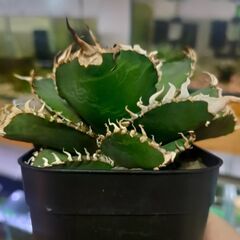 【アガベ】チタノタ  金剛　プレステラ90深鉢の画像