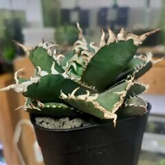 【アガベ】チタノタ  金剛　プレステラ90深鉢の画像