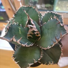 【アガベ】チタノタ  金剛　プレステラ90深鉢の画像