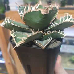 【アガベ】チタノタ  金剛　プレステラ90深鉢の画像