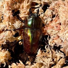 ③ニジイロクワガタ　別血統ペアの画像