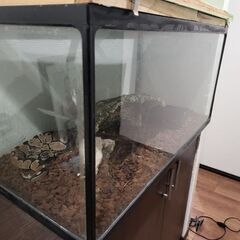 ボールパイソン　水槽セットの画像