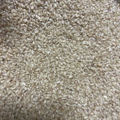 新米　玄米　キヌヒカリ　30キロ　お米　②の画像