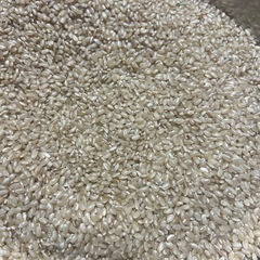 新米　玄米　キヌヒカリ　30キロ　お米　②の画像