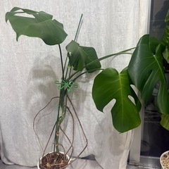 大きなモンステラの画像