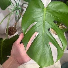 大きなモンステラの画像