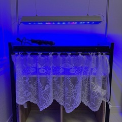 60㎝水槽台　LEDライト　ヒーター　海水魚の画像