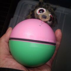 じゃれっこモーラー　フェレットの画像