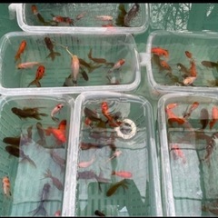 ④色々な金魚1カゴ15尾入りの画像