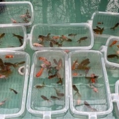④色々な金魚1カゴ15尾入りの画像
