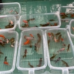 ④色々な金魚1カゴ15尾入りの画像