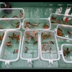④色々な金魚1カゴ15尾入りの画像