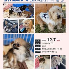 保護犬 譲渡会 12月7日 東京都