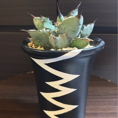 アガベ・ブラック＆ブルー（BB） 4号陶器鉢 良型株【手渡し】の画像