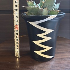 アガベ・ブラック＆ブルー（BB） 4号陶器鉢 良型株【手渡し】の画像