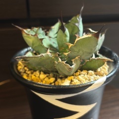 アガベ・ブラック＆ブルー（BB） 4号陶器鉢 良型株【手渡し】の画像