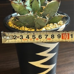 アガベ・ブラック＆ブルー（BB） 4号陶器鉢 良型株【手渡し】の画像