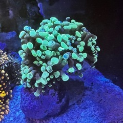 ナガレハナサンゴ　海水　の画像