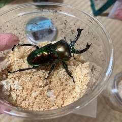 ニジイロクワガタ(クィーンズランド産)の画像