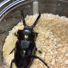 ニジイロクワガタ(クィーンズランド産)の画像