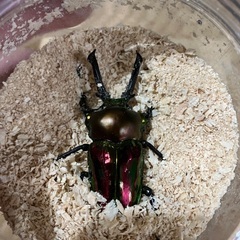 ニジイロクワガタ(クィーンズランド産)の画像