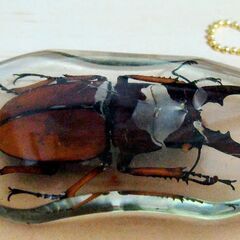 昆虫　標本　キーホルダー　クワガタ　実物　本物　クワガタムシ　観察　鑑賞　 ①の画像