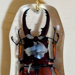 昆虫　標本　キーホルダー　クワガタ　実物　本物　クワガタムシ　観察　鑑賞　 ①の画像