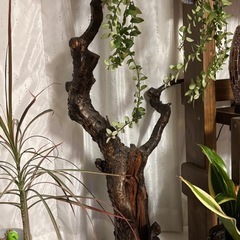 置物、オブジェの画像