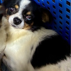 目に傷のある男の子