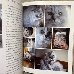 人と猫の愛ある暮らし キャッツ&ラ・ドルチェ・ヴィータ
の画像
