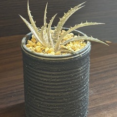 発根済 ディッキア 子株 2号缶サイズ 高さ約12cm 親株由来【手渡し】の画像